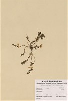 藏品(乳子草)的圖片